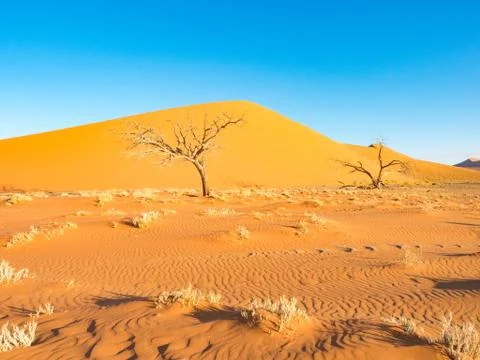 Sand dune in Namibia, Dune 45, Sossusvlei, Namibia Stock Photos