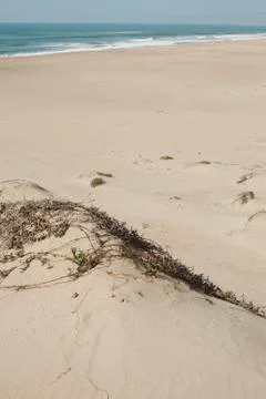 Sand Dune with the Ocean Stock Photos
