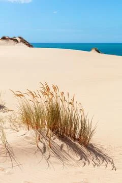 Sand dune overlooking the ocean Foto stock