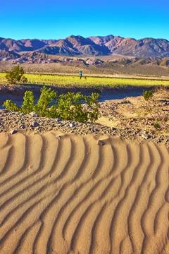 Sand Dune Patterns Blooming Desert and Rugged Mountains at Sunrise Stock Photos