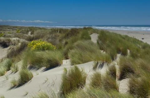 Sand dune Stock Photos