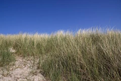Sand Dune 스톡 사진