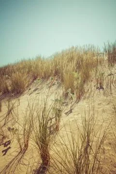 Sand dune Stock Photos