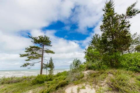 Sand Dune With Pine Trees Next to Lake Huron Stock Photos