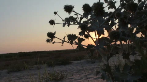 Sand dune plants against the sunset 動画素材 53085384