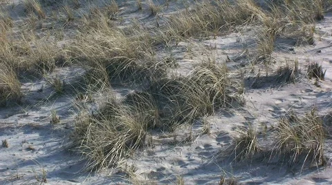 Sand Dune Plants at the Beach Stock-Footage 363602