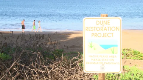 Sand Dune Restoration Project Video stock 25355676
