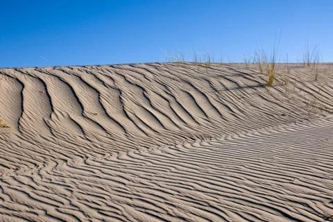 Sand dune with same marram grass Stock Photos