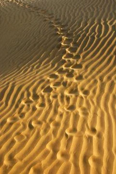 Sand dune in Siyane-ki-Basti, Jaisalmer, Rajasthan, India Foto stock
