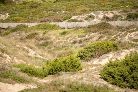 Sand dune with sparse grass under clear sky Stock Photos