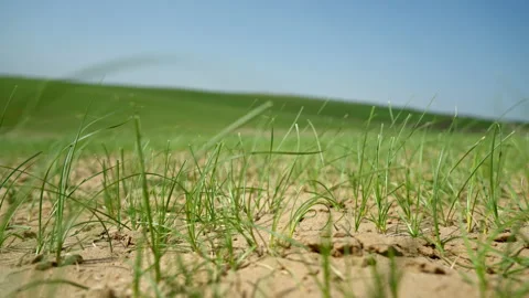 Sand dune in spring.Green grass against a blue sky, blades of grass waving in Stock Footage 238754722
