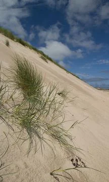 Sand dune in summer Stock Photos