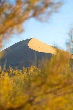 Sand Dune Through Blurry Foreground Foliage Stock Photos