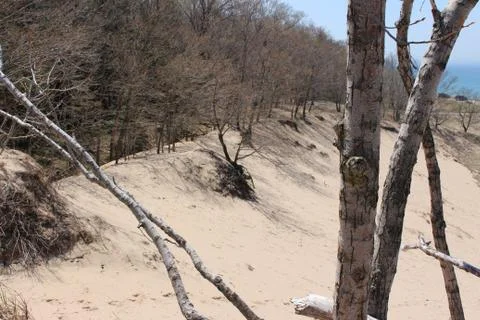 Sand Dune with Trees Foto stock