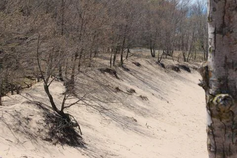 Sand Dune with Trees 스톡 사진