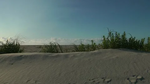 Sand dune vegetation Stock Footage 12169600