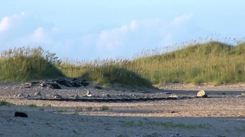 Sand dunes 1 스톡 동영상 12292796