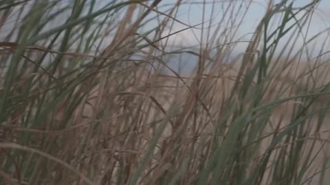 Sand Dunes - 5 Video stock 171718088