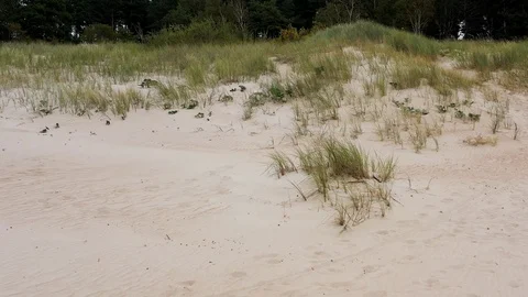 Sand dunes and beachgrass Stock Footage 116494840