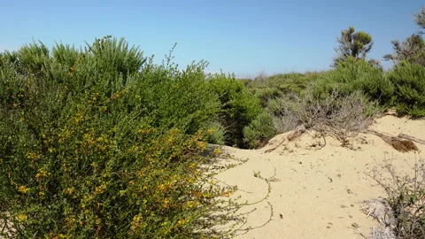 Sand dunes and native plants, California Stock Footage 154986256