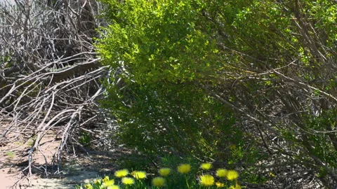 Sand dunes and native plants, narrow-leaved Iceplant with yellow flowers Stock Footage 155000138