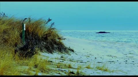 Sand Dunes at the Beach During The Winter Stock Footage 45369157