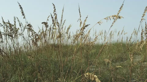 Sand Dunes  at  Beach, Florida, Clip Stock Footage 62198945