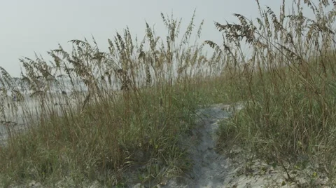 Sand Dunes  at  Beach, Florida Stock Footage 62199052