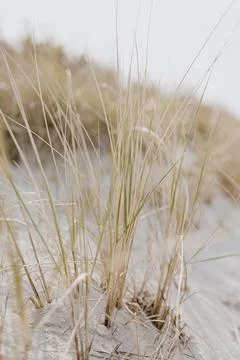 Sand dunes with beach grass. Grass on the beach Stock Photos
