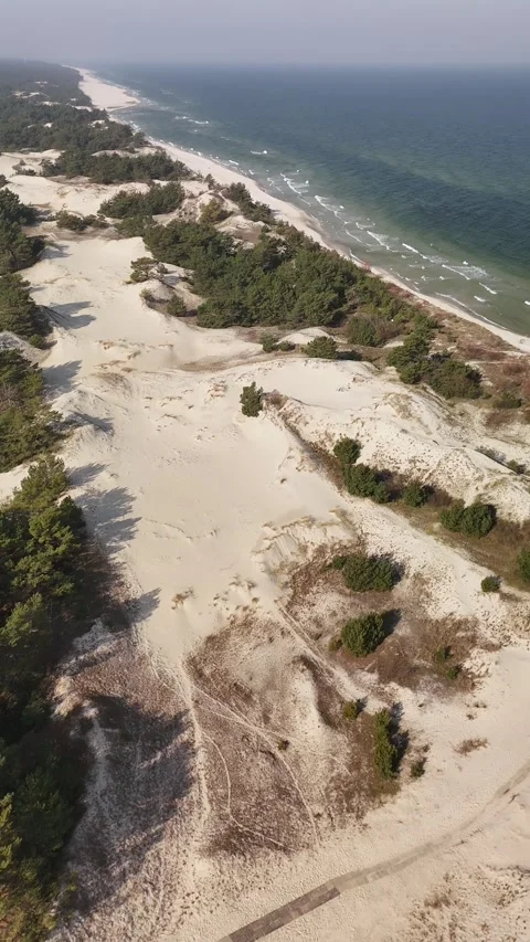 Sand dunes with coastal pine forest Stock Footage 266945542
