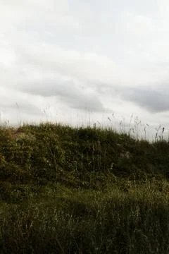 Sand Dunes Covered with Grass Stock-Fotos