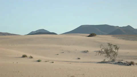 Sand dunes in the evening light Parque Natural de Corralejo Stock Footage 220201701