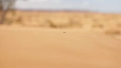 Sand dunes  Stock Footage 125094677