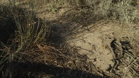 Sand Dunes at Lake Mungo Stock Footage 291885643
