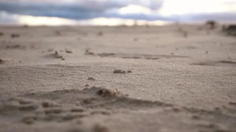 Sand Dunes Macro  Closeup and By The Baltic Sea Stock Footage 239910976