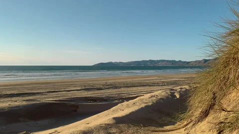 Sand dunes with native plants on the beach at sunset, blue ocean, CA Video stock 226451923