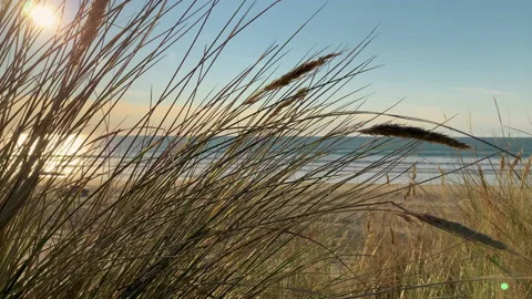 Sand dunes with native plants on the beach at sunset, blue ocean, California Lan Video stock 226485157