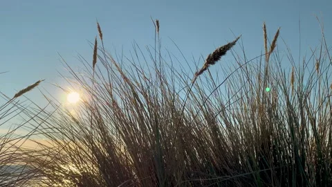 Sand dunes with native plants on the beach,and blue ocean Video stock 226483845