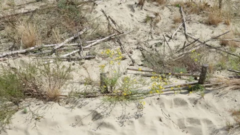 The sand dunes in Nida. Stock Footage 315003460