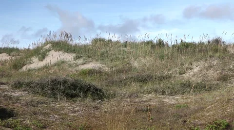 Sand Dunes In The Outer Banks, North Carolina Stock Footage 41740936