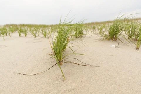 Sand dunes Stock Photos