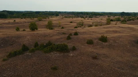 Sand dunes with plants at sunset Stock Footage 232645602