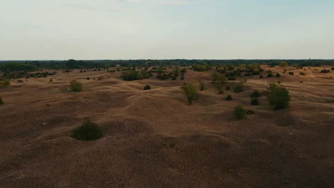 Sand dunes with plants at sunset Stock Footage 232646965