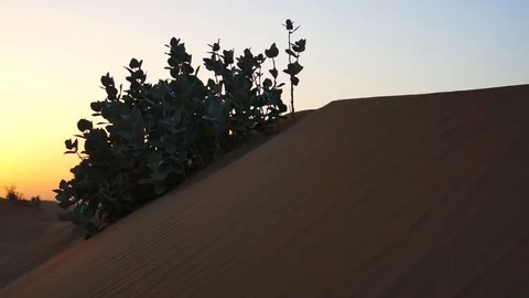 Sand dunes at sunset. Dubai. Stock Footage 93019271