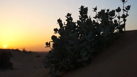 Sand dunes at sunset. Dubai. Stock Footage 93019739