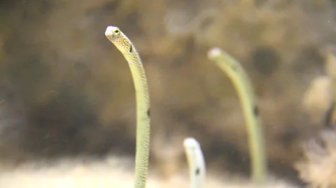 Sand eels 2 Stock Footage 1049905