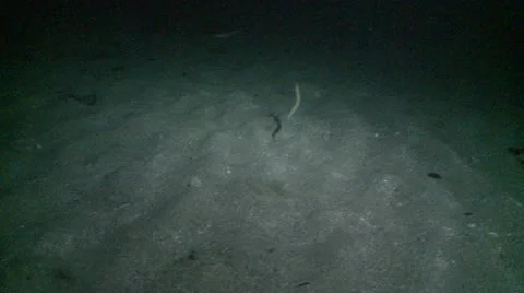 Sand eels 2 Stock Footage 12446374