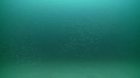 Sand eels  2 Video stock 12451981