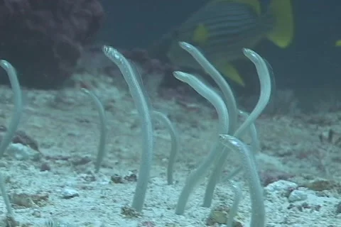 Sand Eels in the coral triangle Stock Footage 1807732