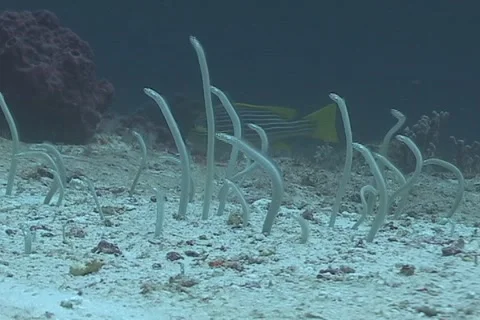 Sand Eels in the coral triangle Stock Footage 1807781